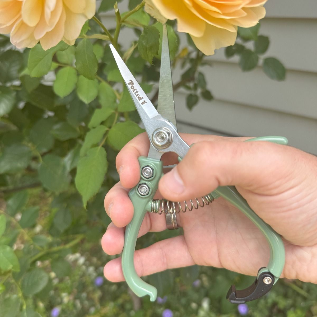 Potted Indoor Plant Snips - Eucalypt