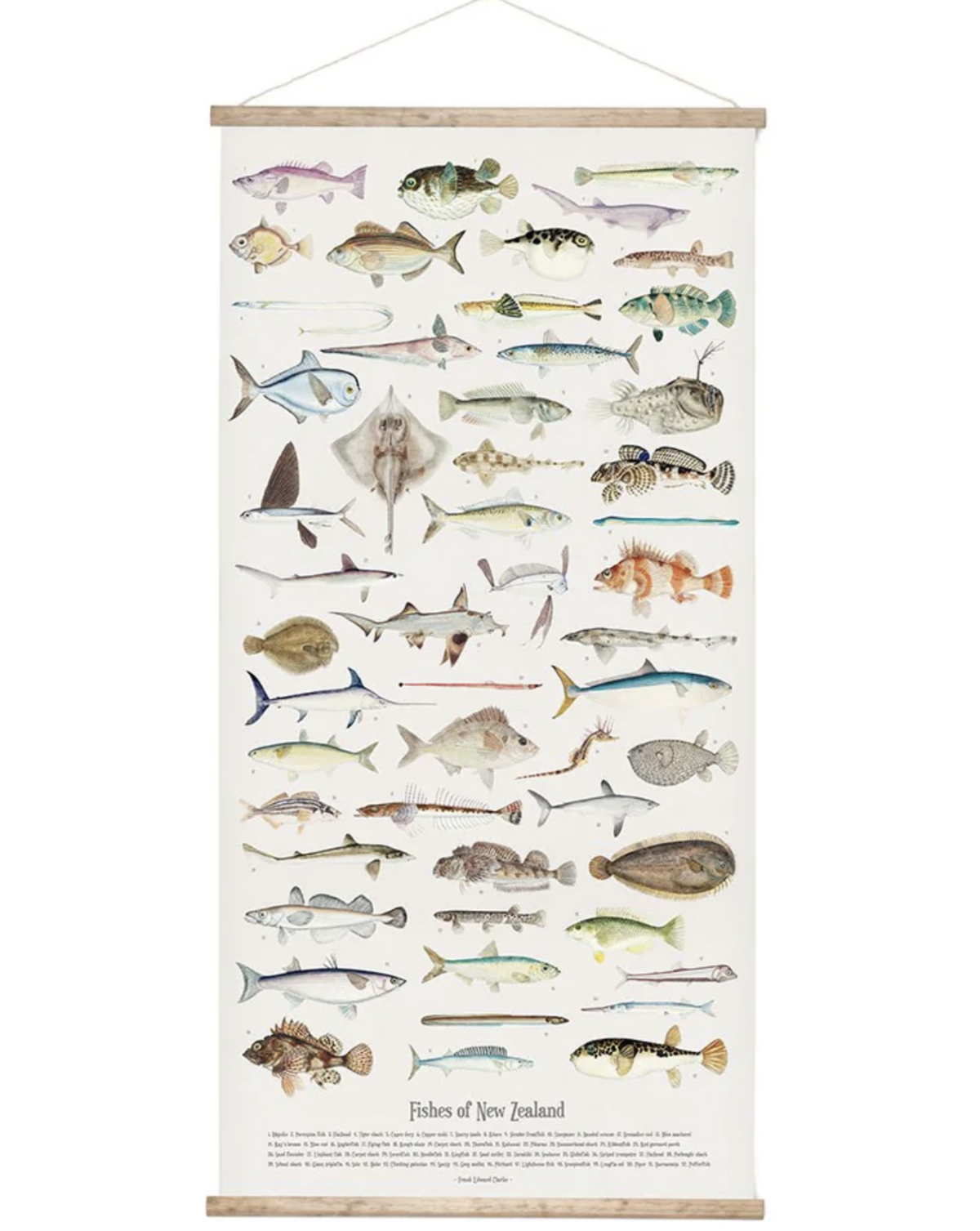 Fishes of New Zealand Wall Chart 